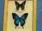 motyl motyle gablotka Urania, Papilio ulysses