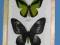 motyl motyle Ornithoptera goliath procus - para