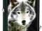 ZIPPO 28303 White Wolf Zippo Logo+ kamienie GRATIS