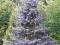 Świerk srebrny drzewka 30-40cm tylko 5,5zł/szt