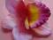 Orchidea storczyk róż z fioletem -p-