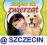 gra Zwierzaki: Szkółka dla Zwierząt PC PL Szczecin