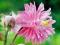 AQUILEGIA - ORLIK OGRODOWY BARLOW PINK 1 SZT.