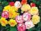 BEGONIE - BEGONIA DWUKOLOROWA MIX 10 SZT.