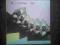 THE BOOMTOWN RATS "MONDOBONGO"