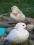 Para kaczek mandarynek białych