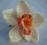 Orchidea - Storczyk krem z łososiem Ślub