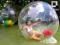 KULA WODNA WATER BALL + DMUCHAWA GRATIS