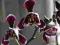 Phalaenopsis czekoladowo-bialy NIESAMOWITY! (2)!!