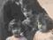 ZDJĘCIE PRZEDWOJENNE [4339] O