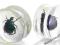 Akrylowe Plugi z naturalnym żuczkiem - Plug 24mm