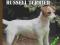 Jack & Parson Russell terrier Pettersall psy