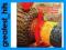 SOUTH AFRICAN TRADITIONAL FOLK MUSIC CELEBRATE