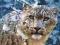 PUZZLE 1500 elementów Snow Leopard