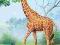 Nowe puzzle 60 Castorland C06397 Giraffe