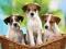 Nowe puzzle 60 Castorland C06458 Puppy the Basket