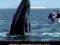 OCEANICZNE PODRÓŻE: WIELORYBY SZARE DVD FOLIA