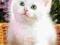 Nowe puzzle 60 Castorland C06335 White Kitten Bask