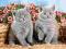 Nowe puzzle 120 Castorland C12565Shorthair Kittens