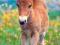 Nowe puzzle 260 Castorland C26494 Shetland Pony