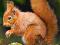 Nowe puzzle 120 Castorland C12497 Squirrel