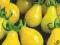 Pomidor wysoki Yellow Pears żółta gruszka NASIONA