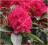 Rododendron wielkokwiatowy Van Weerden Poelman