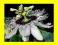 ===> PASSIFLORA - 50 szt w cenie 40! <===