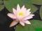Lilia Rosey Arey-Pachnący Kwiat