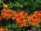 Azalea 'Glowing Embers' - Azalia wielkokwiatowa