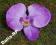 Storczyk lawendowy Główki Sztuczne kwiaty