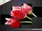 * OBRAZ 140x80 - TULIPANY - OBRAZY KWIATY  ARS-ART