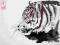 Tygrys kot tiger obrazek akwarela