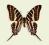 Motyl w gablotce Graphium aristeus hemocrates