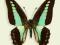 Motyl w gablotce Graphium sarpedon