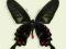 Motyl w gablotce Pachliopta kotzebuea