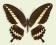 Motyl w gablotce Papilio gigon