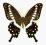 Motyl w gablotce Papilio lorimieri