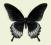 Motyl w gablotce Papilio lowi