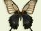 Motyl w gablotce Papilio lowi suffusus -samica