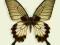 Motyl w gablotce Papilio lowi zephyria -samica