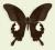 Motyl w gablotce Papilio helenus
