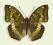 Motyl w gablotce Euthalia kardama