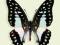 Motyl w gablotce Graphium eurypylus gordion