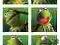 Plakat plakaty The Muppet Show Kermit The Frog