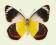 Motyl w gablotce Delias timorensis