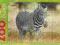 ZEBRA - ZOO - PUZZLE RAMKOWE 24 ELEMENTY ADAMIGO