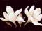 Kwiat Magnolii - plakat 91,5x61