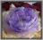 W301 Peonia główka kwiat piwonia 1. Lilac