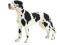 DOG NIEMIECKI SUCZKA 16384 figurka Schleich